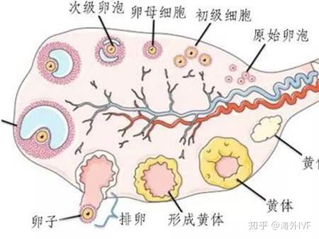 上个月遗留卵泡未排，影响、原因及应对措施