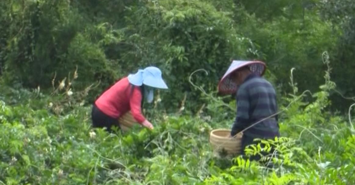 广东省牛大力公告，推动产业振兴与可持续发展的新篇章