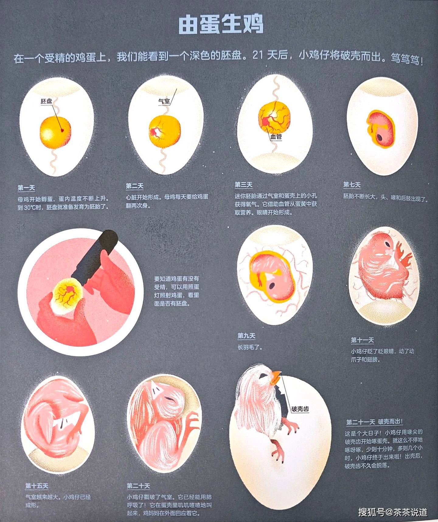 鸡的孵化与产蛋周期，探究鸡几个月下蛋的奥秘