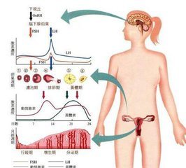 月经两个月来三次是否正常？解读月经周期的奥秘