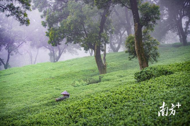 广东省特有土壤植被，丰富多样的生态景观